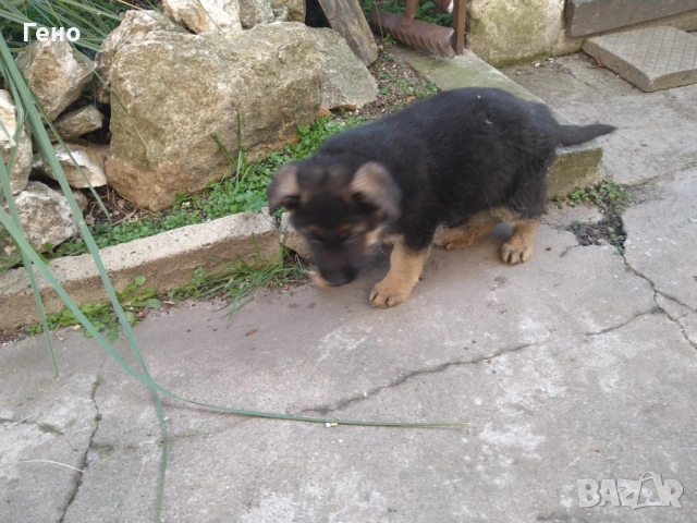 Продавам НОК, снимка 12 - Немска овчарка - 53309940