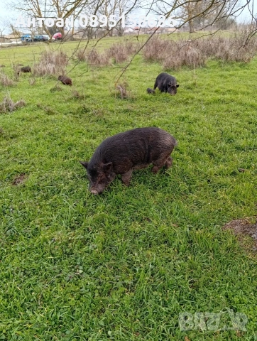 виетнамски прасенца