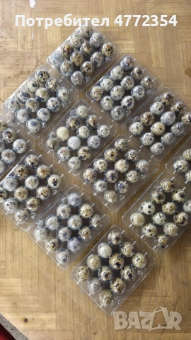 оплодени пъдпъдъчи яйца, снимка 2 - други­ - 53934659