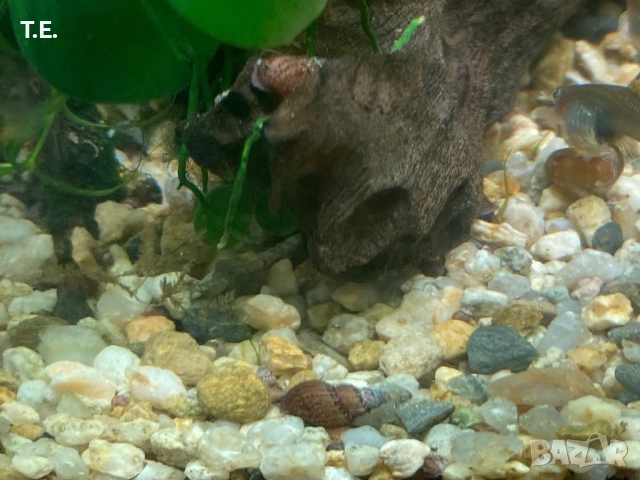 Охлюви мелания гранифера