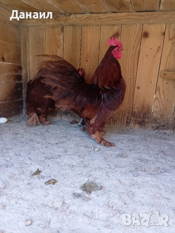 Холандска гащата