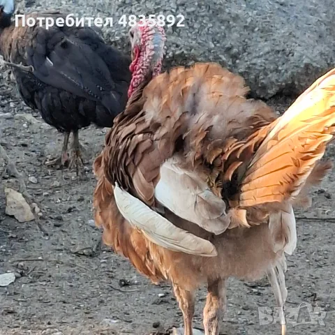 Пуяци Ред Бърбан, снимка 4 - Кокошки и пуйки - 56330174
