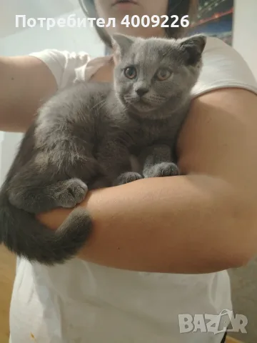 Британска котка