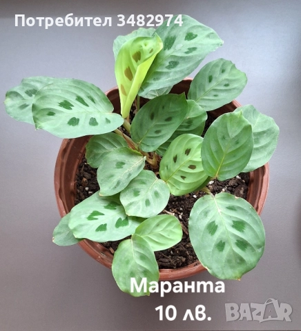 Предлагам стайни растения, снимка 14 - Стайни растения - 52260638