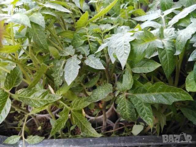 Продавам разсад домати краставици пипер ягоди тиквички и др, снимка 1 - Градински цветя и растения - 39794844