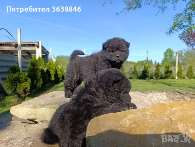 Чау чау, снимка 2 - Чау Чау - 54314164