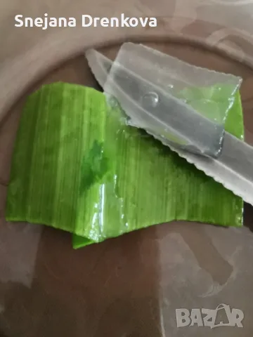 Алое вера Barbadensis.(ядливо), снимка 3 - Стайни растения - 47264224