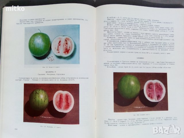 Апробация на зеленчуковите култури - 1966 г., атлас, снимка 11 - Енциклопедии, справочници - 30732567