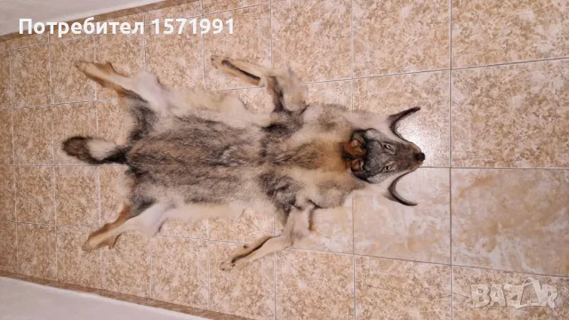 кожи от вълк и черепи, снимка 9 - Антикварни и старинни предмети - 44601432