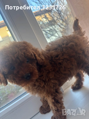 Той пудел момиче , снимка 2 - Пудели - 53891183