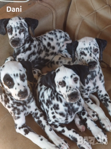 Кучета, далматинци,домашни любимци,
