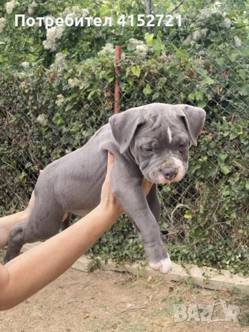 Американско Були Покет , снимка 3 - Други - 55939234
