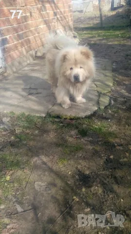 Мъжко Чау Чау за разплод, снимка 6 - Чау Чау - 49173490