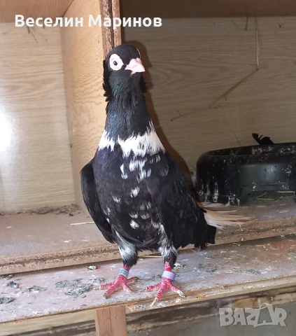 продавам  шуменски  гьлаби  и  американски храна4и, снимка 3 - Гълъби - 50969461