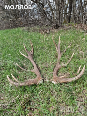 Рога на Благороден Елен 