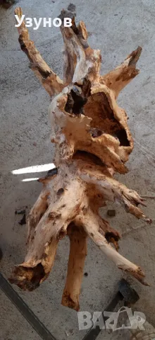 Декорация за градината -Корен от Дъб, снимка 3 - Декорация за дома - 48558312