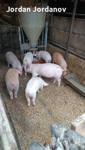 Малки бели прасенца