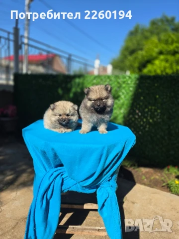 Померан померанчета , снимка 1