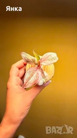 Philodendron Fire Phoenix / Филодендрон Огнен Феникс