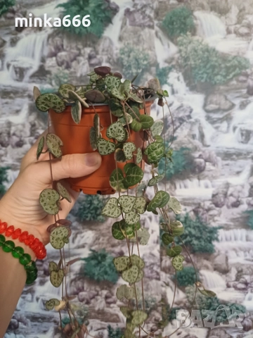 Вариегатна церопегия, снимка 2 - Стайни растения - 51971988