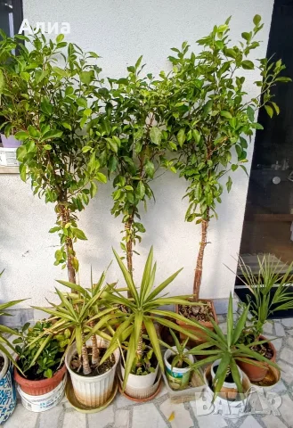 Фикус Бенджамин Microcarpa, височина 150 см