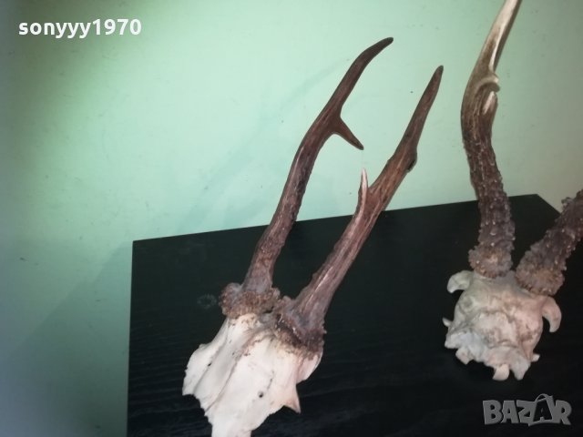 рога-2 чифта-внос швеция 2310201843, снимка 3 - Колекции - 30531821