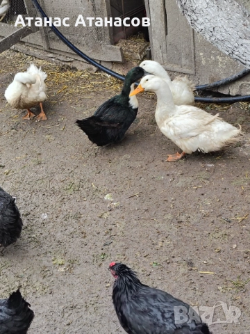 Пекински патици за месо и гледане , снимка 2 - Патици и гъски - 52852448
