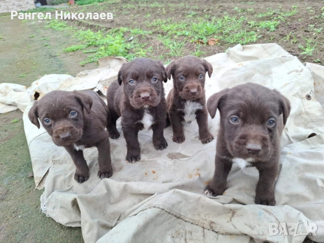 Малки дратхари, снимка 5 - Дратхаар - 52580287