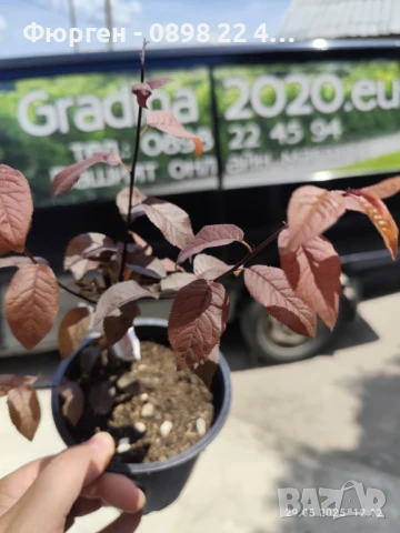 Червенолистна слива, снимка 4 - Разсади - 50597373