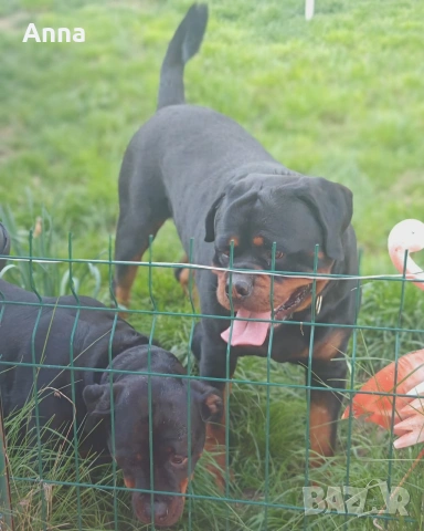 Мъжки ротвайлер эа разплод с родословие , снимка 2 - Ротвайлер - 54322655