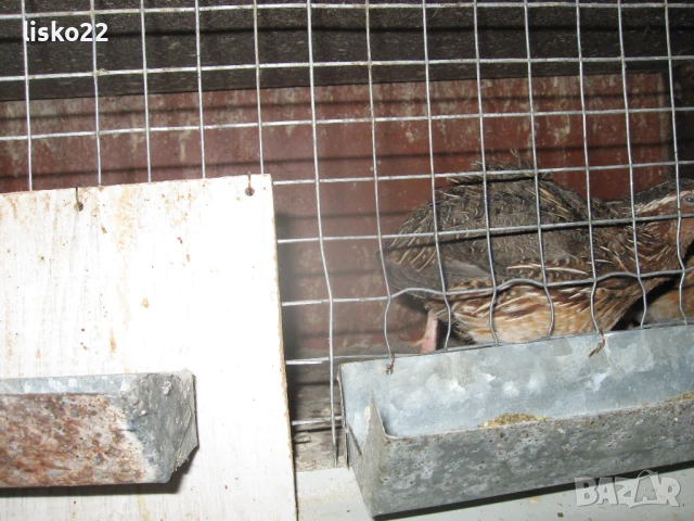 продавам ПЪДПЪДЪЦИ , снимка 4 - други­ - 50963771