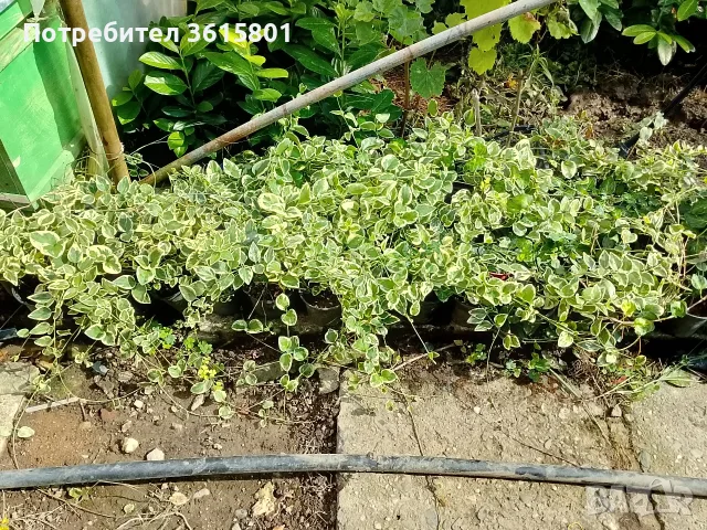 лавровишна  2.50, снимка 6 - Градински цветя и растения - 53971651
