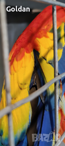  Сезонна разпродажба на папагали АРИ, снимка 2 - Папагали - 44726402