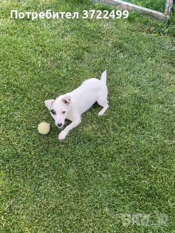 Мъжки Джакръсел си търси партньор, снимка 3 - Търси партньор - 50689897