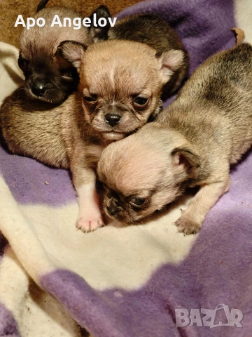 чихуахуа мини , снимка 3 - Чихуахуа - 52919327