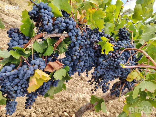 ГРОЗДЕ – МЕРЛО | СВИЛЕНГРАД, снимка 3 - Домашни продукти - 55966179