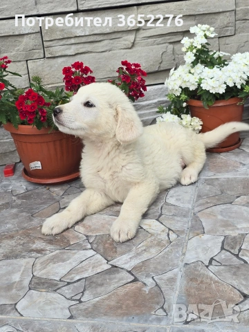 лабрадор ретривър, снимка 5 - Лабрадор ретривър - 53295216