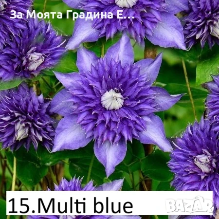 Клематис 33 вида , снимка 14 - Градински цветя и растения - 54019855