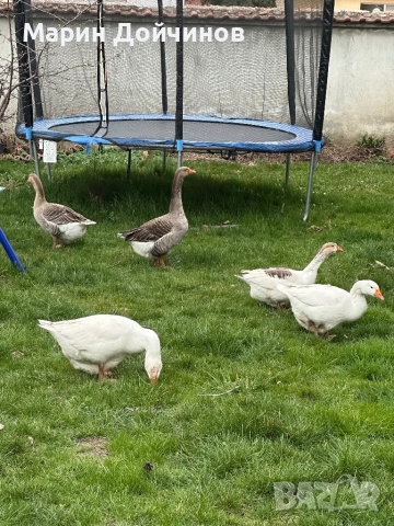 Гъсета малки Гъски, снимка 3 - Патици и гъски - 54013781
