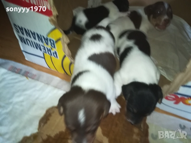 ДЖАК РЪСЕЛ 0509251724, снимка 9 - Джак ръсел териер - 51618265