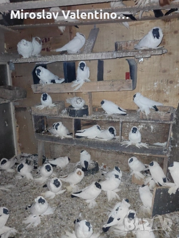 шмалкалденски монахини, снимка 5 - Гълъби - 48561164