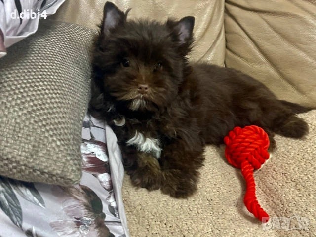 Мини йоркширски териер -шоколадово!!, снимка 4 - Йоркширски териер - 52705136