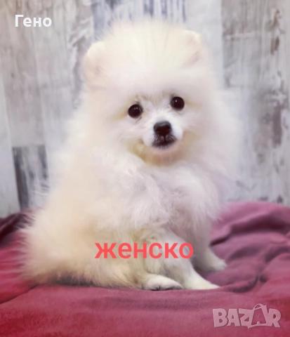 Померан , снимка 6 - Померан - 52095505