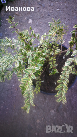 Лоницера Нитида - пъстролистна, снимка 2 - Градински цветя и растения - 36402052