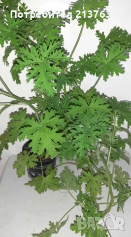 ИНДРИШЕ - АРОМАТНО 