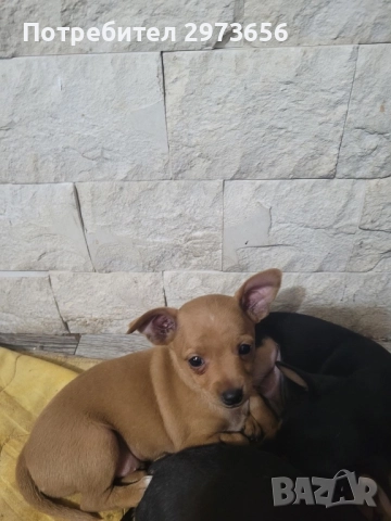 Сладки пинчери, снимка 4 - Пинчер - 52912602