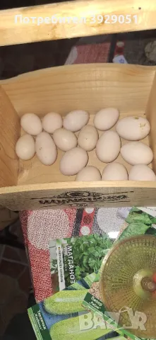 продавам яйца от зибрайт , снимка 1