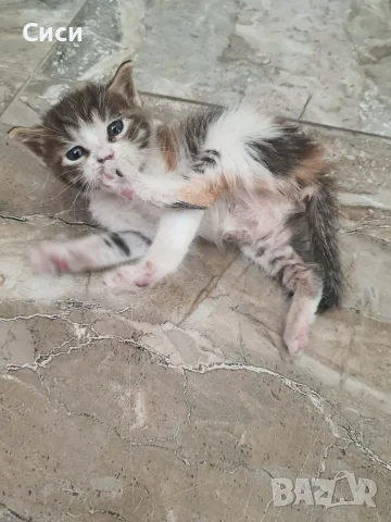 КОТЕ бебе,женско, снимка 4 - Други - 55777470