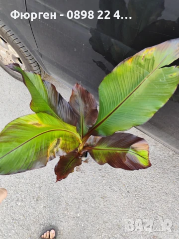 Банановото дърво на Абисиния - Червен Банан или етиопски банан Цена 32лв, снимка 8 - Разсади - 51148296