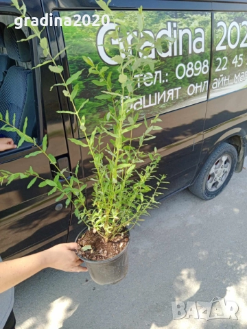 Храстовидна ,Пъстролистна японска върба / Salix Hakuro Nishiki, снимка 10 - Разсади - 40382130